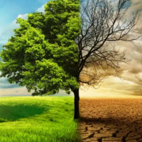 महानगर प्रमुख कार्यकक्षमा ताला, सेवा प्रभावित