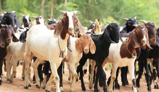 खाद्य कम्पनीले यस वर्ष दसैँमा खसी नल्याउने