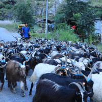 सार्वजनिक यातायातमा भाडादर कायम