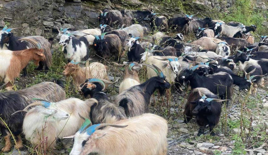 मुस्ताङका भेडा, च्याङ्ग्रा  पोखरा आइपुगे