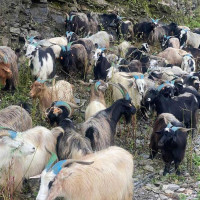आयात घट्दा खुम्चियो राजस्व