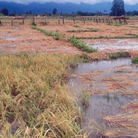 खरबारीमा पुरुष मृत फेला