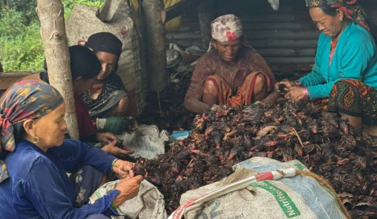 लमजुङमा अलैंची : २० करोड बराबरको उत्पादन हुने