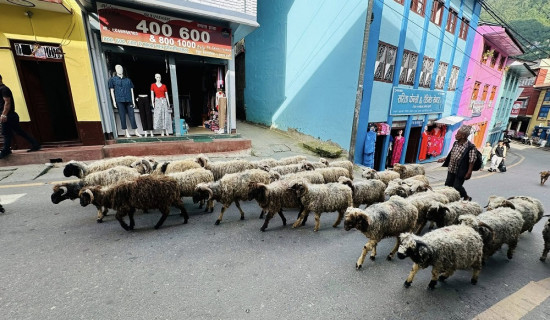 दशैँको चहलपहल बढ्दै : तम्घासमा ढोरेली भेँडाच्याङ्ग्राको व्यापार