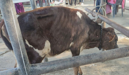 लम्पी स्किनबाट नवलपरासीमा १५ पशु चौपाया मरे