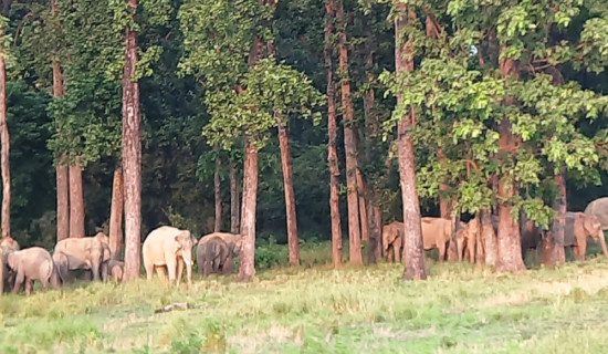हात्ती भगाउने पुराना तरिका असफल, किसान चिन्तित