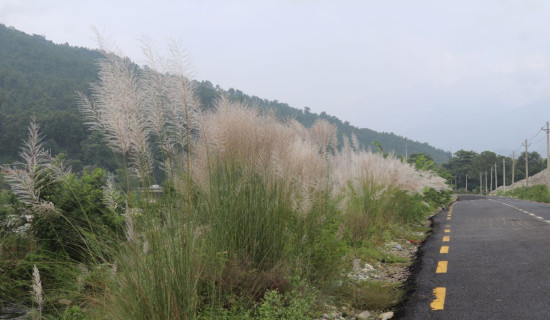 सेताम्मे फुल्यो काँस (फोटो फिचर)