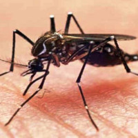 चाडपर्व मनाउन राजधानीबाट पाँच दिनमा एक लाख ८९ हजार यात्रु बाहिरिए