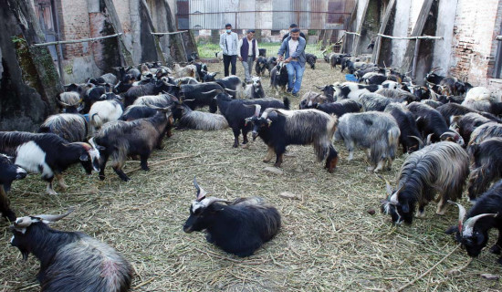 खसीबोकाको मूल्य स्थिर रहने