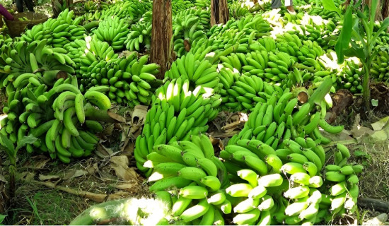 केरा किसान आन्दोलित, माग सम्बोधन नभए सडकमा केरा फाल्ने चेतावनी