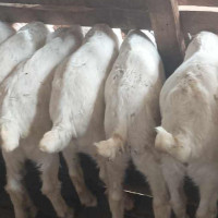 नवरात्रको दोस्रो दिन ब्रह्मचारिणी देवीको पूजा आराधना गरिँदै