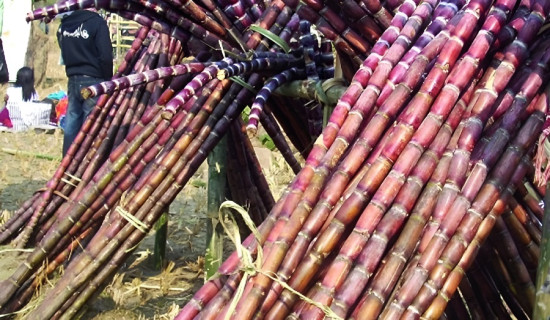 अनुदान रकम दसैँअघि नै पाउनुपर्ने उखु किसानको माग