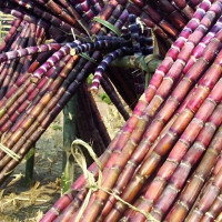 डिडिसीद्वारा किसानलाई त्रिचालिस करोड भुक्तानी