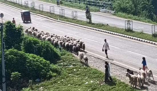 दशैंका लागि झारिए हिमाली भेडा सुर्खेतमा
