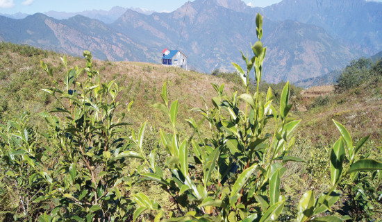 चीनको प्रतिस्पर्धामा नेपाली चिया