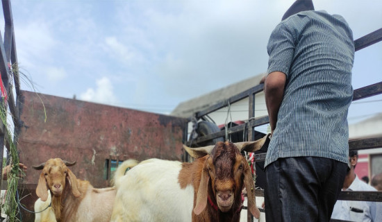 दसैँमा खसी बोकाको व्यापार घट्दो