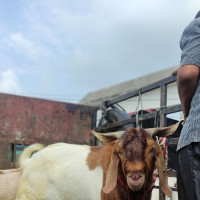 काठ चोरेको आरोपमा सामुदायिक वनका अध्यक्षसहित पक्राउ