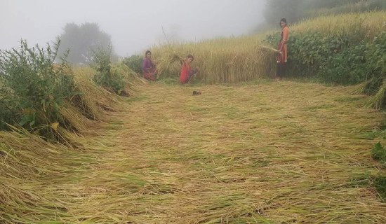 बाजुराका महिलालाई धान काट्ने चटारो
