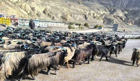 भेडाच्याङ्ग्रा बेचेर मुस्ताङमा भित्रियो साढे ३६ करोड
