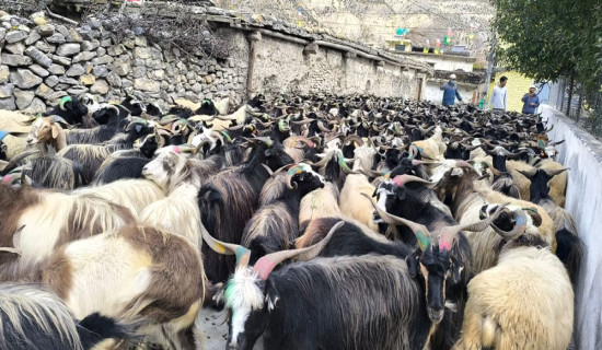 'दसैँका लागि मुस्ताङबाट बाहिरिएका भेडाच्याङ्ग्रा स्वस्थ'