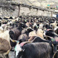 मौद्रिक नीति शुक्रबार सार्वजनिक हुँदै