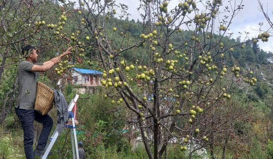 स्याउ खेतीबाट वार्षिक एघार लाख आम्दानी