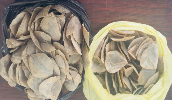 सालकको खपटासहित एक पक्राउ