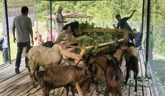 सहकारीमार्फत कृषकको खसीबोका विक्री