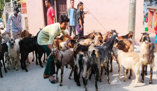 दस नाकामा पशुको स्वास्थ्य परीक्षण