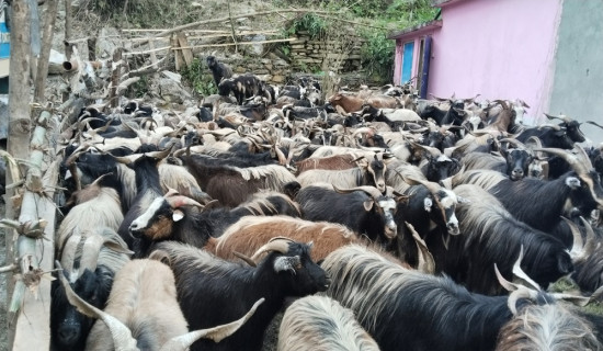 दस नाकामा पशुको स्वास्थ्य परीक्षण