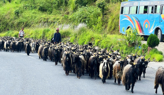 हिमाली च्याङ्ग्रा पहाड र तराईका मुख्य बजारमा