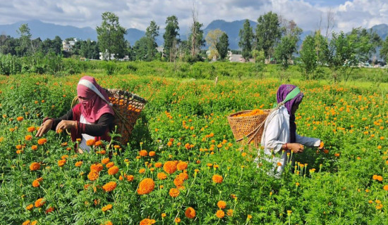 कृषिको विकास नगरे मुलुक कृषिमा आत्मनिर्भर बन्न नसक्ने : सभापति सुवेदी
