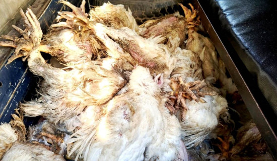 चाडपर्वको नाममा कुखुराको बढ्यो अवैध आयात