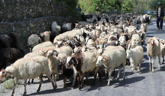 यस वर्ष सस्तियो भेडाच्याङग्राको मूल्य