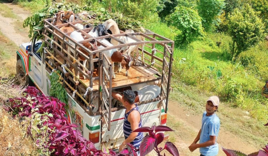 लमजुङका खसीबोका काठमाडौँमा