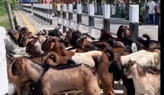 मुस्ताङ भन्सारमा १ अर्ब ७५ करोड राजश्व सङ्कलन