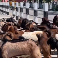 नवपुस्ताले चाहेकै परिवर्तन