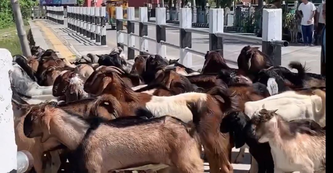 महेन्द्रनगर ल्याइए दुईसयबढी खसीबोका