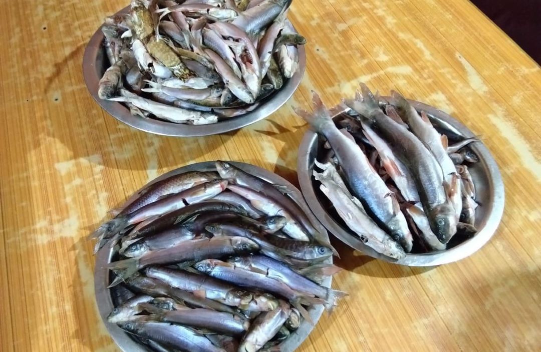 ‘असला माछा’ बिक्रीबाट राजस्व उठाउने योजना
