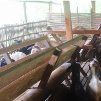 राप्रपाले प्रधानमन्त्रीलाई विश्वासको मत नदिने