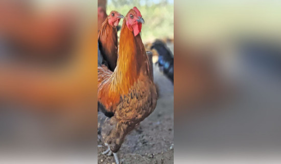 दसैँका लागि बँदिया  भाले र तिल्की चामल