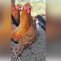 भिसा रोकिँदा मर्कामा कामदार