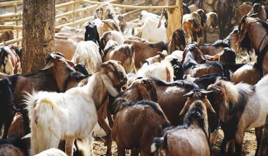 गाउँमै राष्ट्रिय परिचयपत्र वितरण