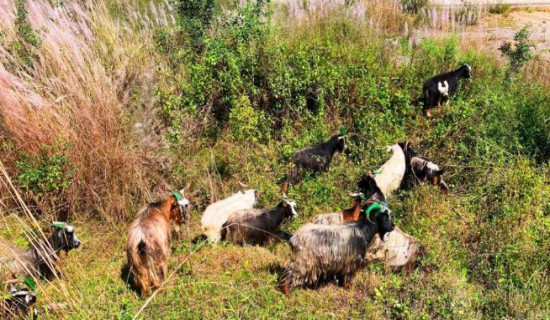 च्याङ्ग्रा व्यापारीको दुःखः दसैँ खर्च जोहो गर्न डोल्पादेखि बागलुङ