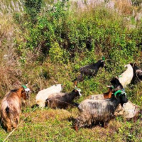 गाउँमै राष्ट्रिय परिचयपत्र वितरण