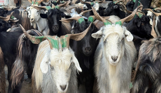 नेपालीको रोजाइमा पर्न छाडे तिब्वती भेडा–च्याङ्ग्रा