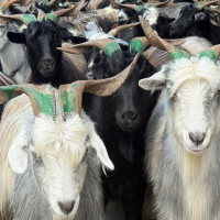 मन्दिरमा दियो बाल्ने महिला भक्तजनको घुँइचो