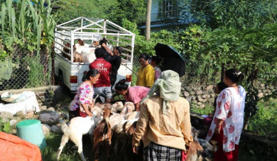 महिला नेतृत्वको एक सहकारीमार्फत ३५० खसीबोका बिक्री