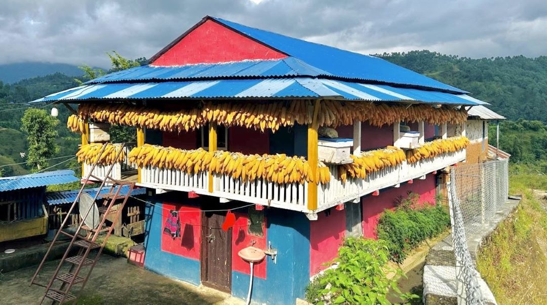 घरको बार्दलीमा सजाएर राखिएको मकै