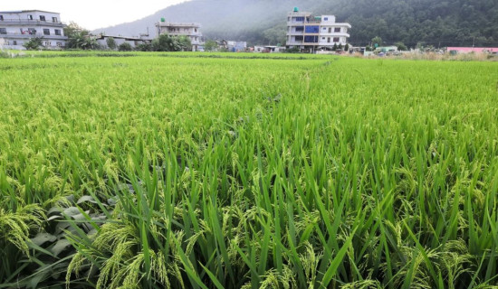 धान खेतको हरियाली